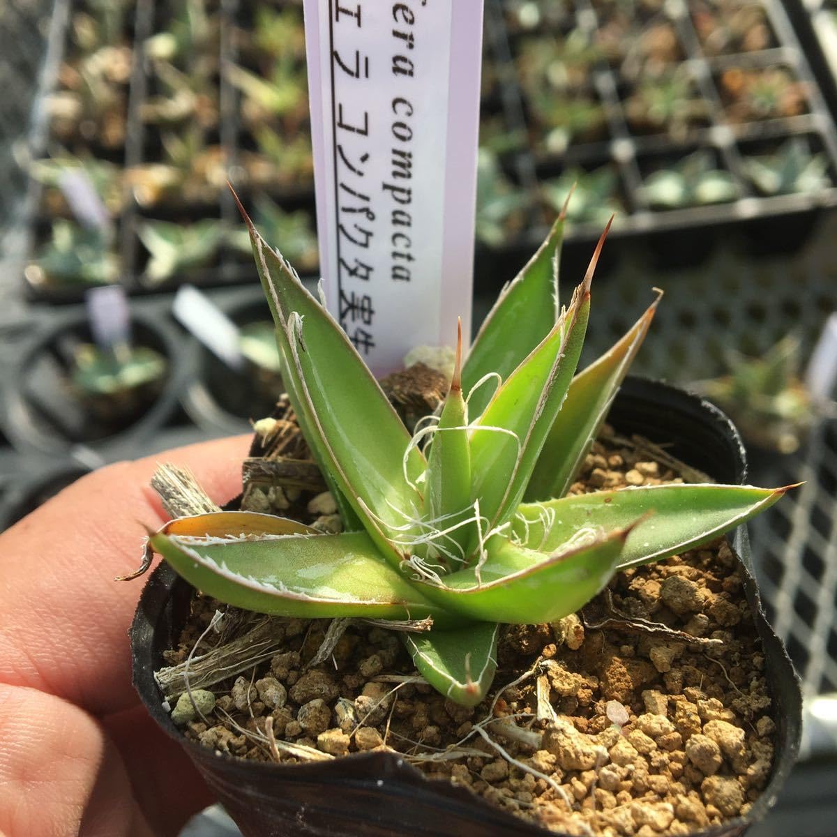 【双子】アガベ フィリフェラコンパクタ アガベ・フィリフェラ「コンパクタ」3号ロングポット | | アガベ