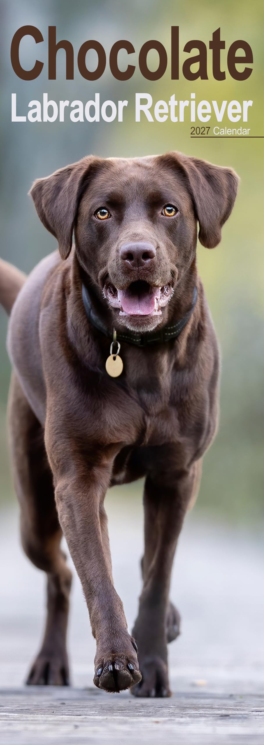 Chocolate Labrador Retriever Slim Calendar 2027, Wall Calendars, Gift