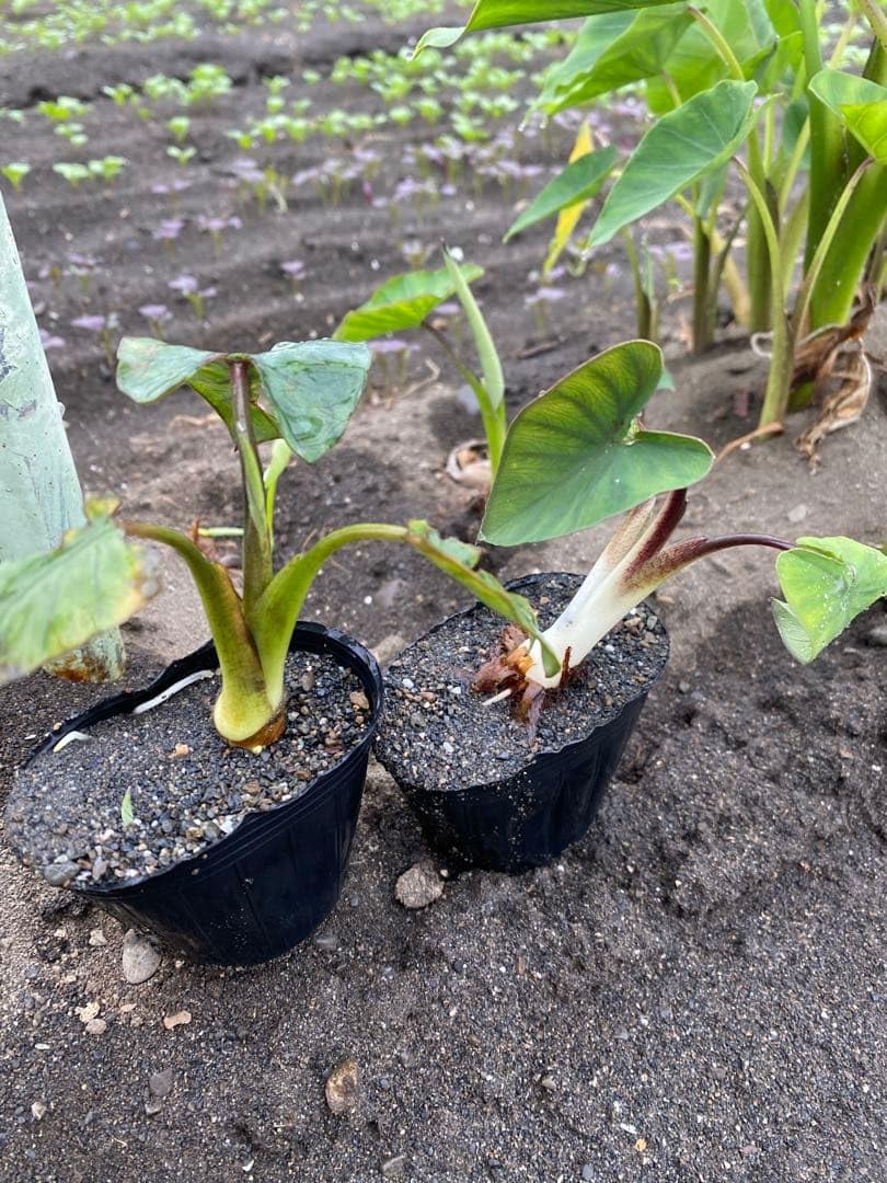Amazon｜根付き芽出し苗里芋 2株セット｜観葉植物 オンライン通販