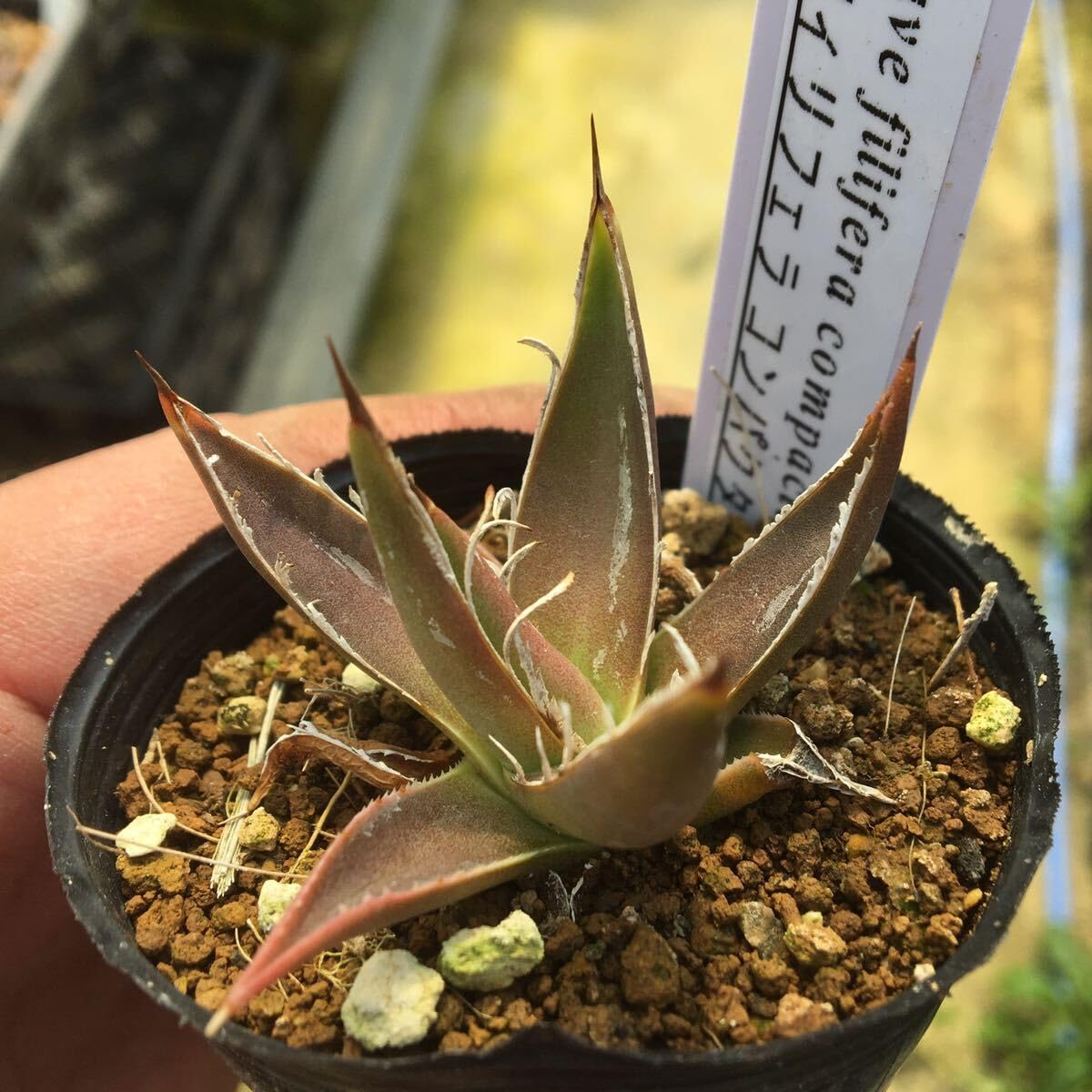 Amazon.co.jp: 多肉植物 アガベ フィリフェラコンパクタ 実生苗3
