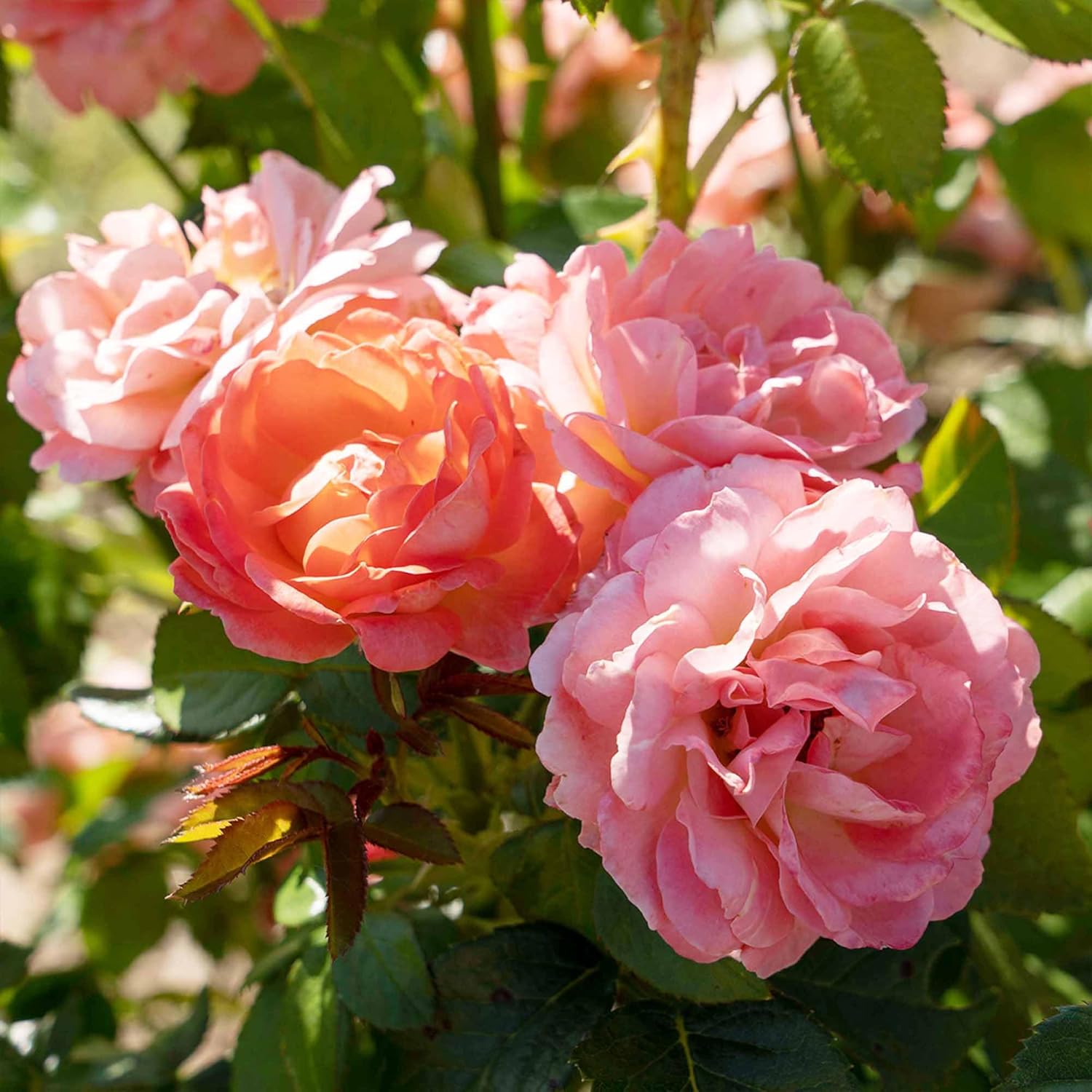 Perfect Plants Orange Glow Knock Out® Rose Bush 3 Gallon | Live Roses | Flowering Shrub