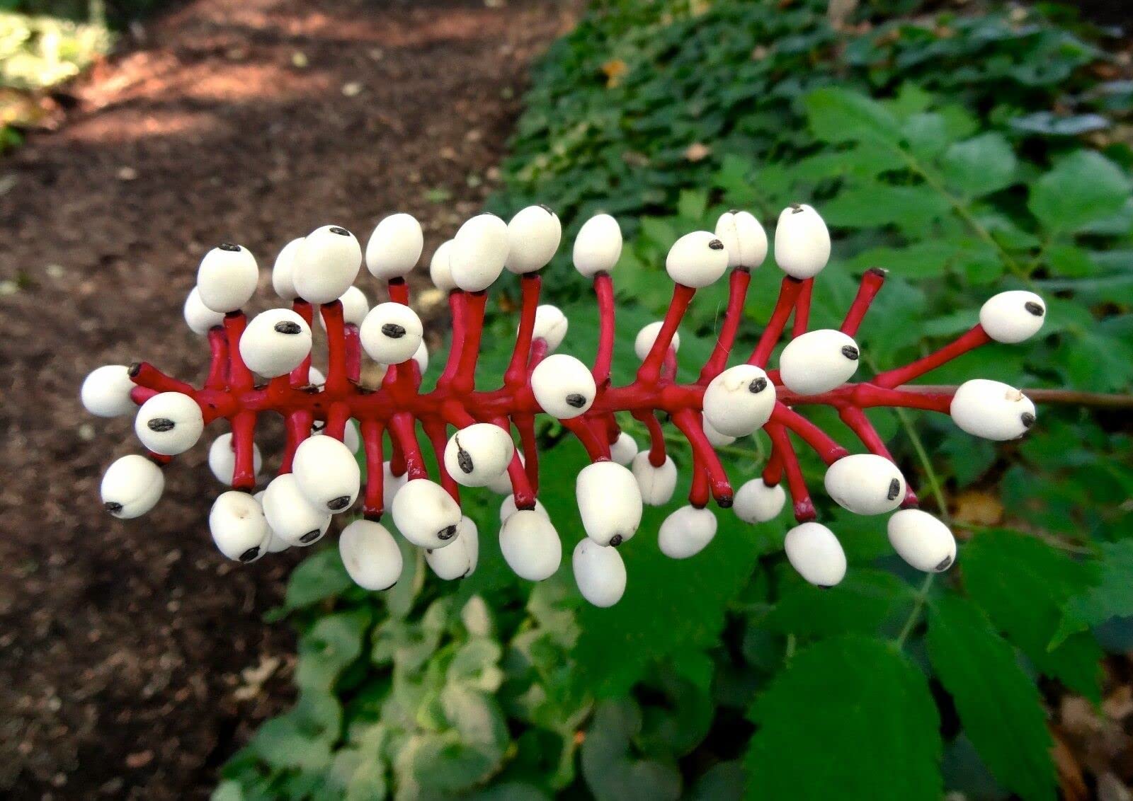 10 Seeds Doll's Eyes Flower White Baneberry Cohosh Actaea Pachypoda Alba edlcy (Seeds)