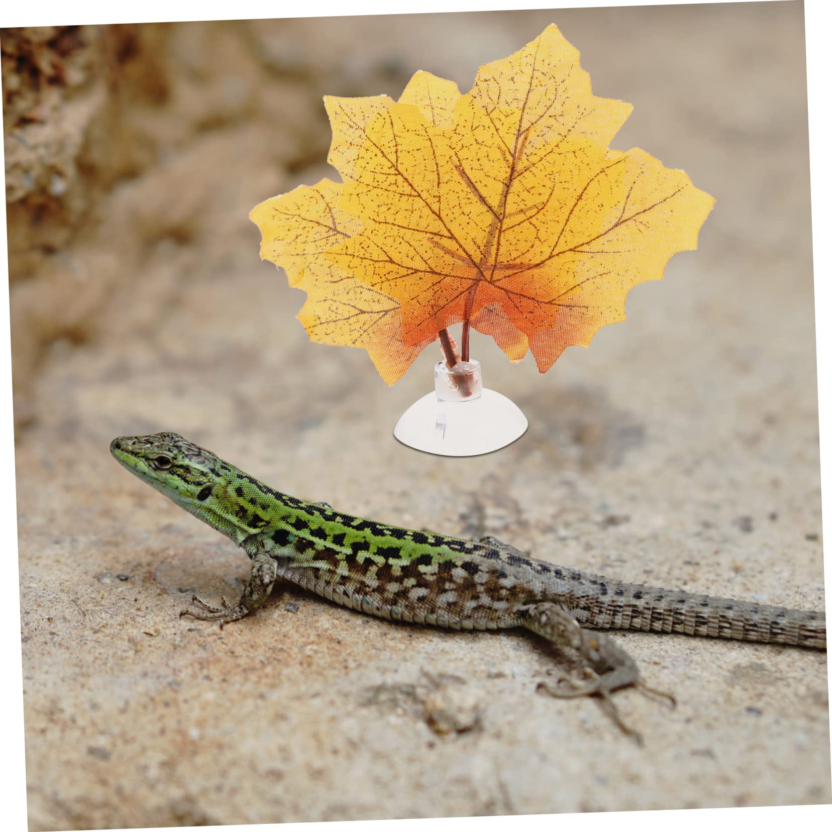 Mipcase 25piezas Artificiales para Terrarios De Reptiles Decoración De y Hábitats para Tortugas y Peceras para Fijación
