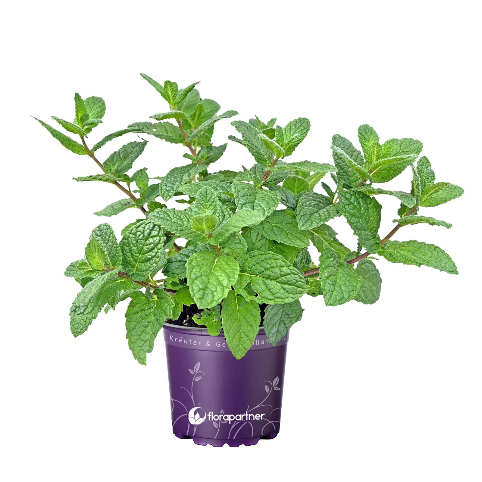 Marokkanische Tee Minze (Mentha-spicata) 1Pflanze