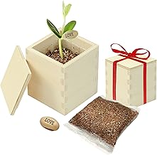 Magic Bean with Wooden Box "Du bist das Beste” and Box (German Language), No engraving