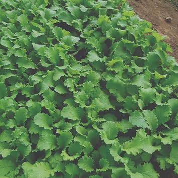 Organic Mustard Green Wave Frilly Crisp Leafy Greens Fast Growing Nutritious Salad and Cooking Vegetable Easy-to-Sow Home Garden Crop 1x Seed Packet by Thompson and Morgan