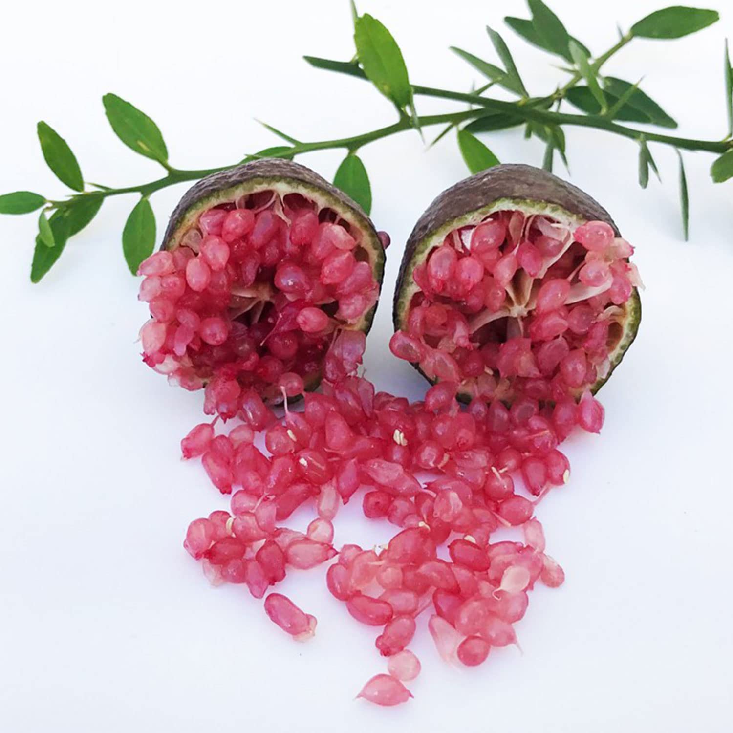 SAVINI VIVAI Pianta di Limone Caviale Rosso Albero di Agrumi Finger Lime Limone ad Alberello in Vaso 20 cm alta 50-70 cm 2 Anno di Innesto Made Italy