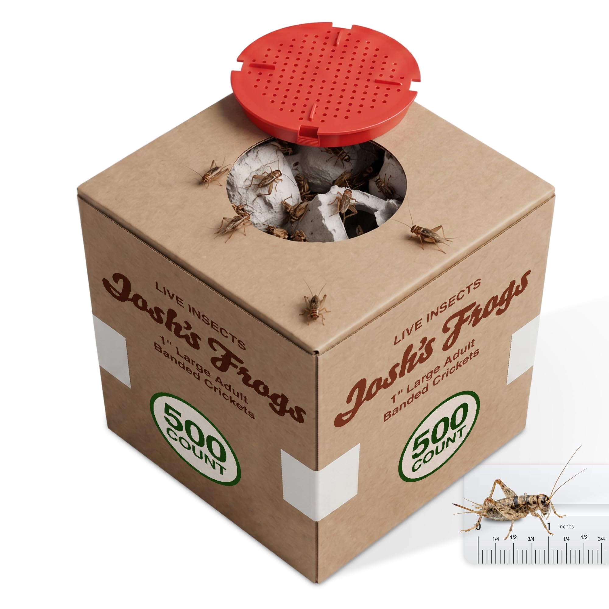 Josh's Frogs Banded Crickets 500 Count (1/4 in)