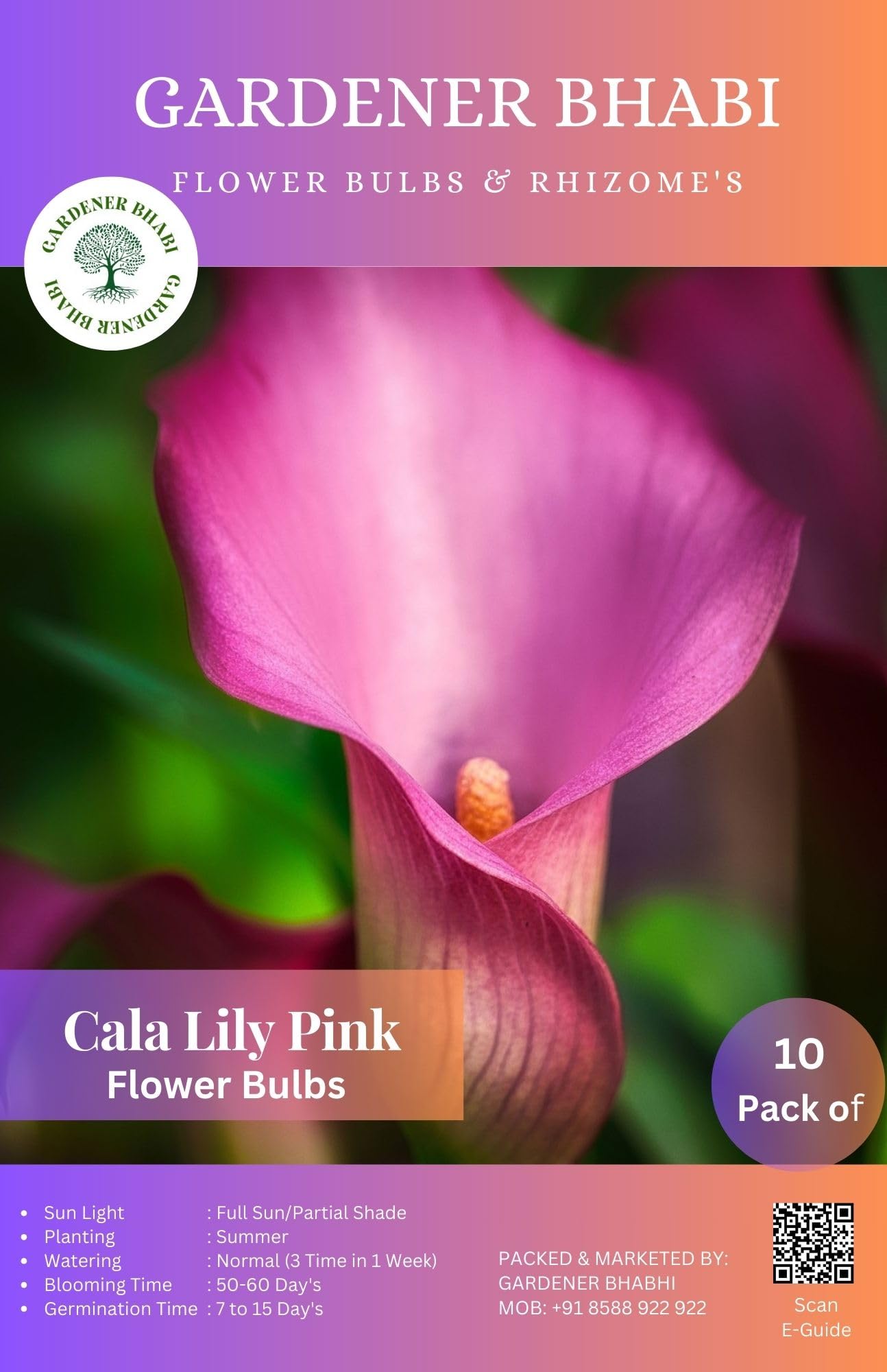 Gardener Bhabi Calla Lily/Arum Lily Pink Imported Flower Bulbs for Outdoor Home Gardening | Summer Season Flower Set of 10