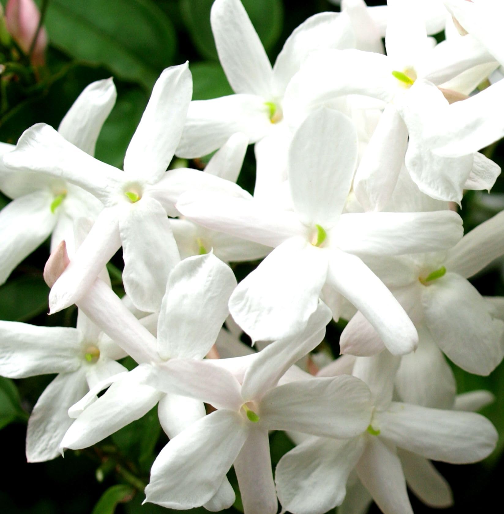 Amazon.com : Jasmine Flower Seeds Fragrant Garden Plant Seed Home