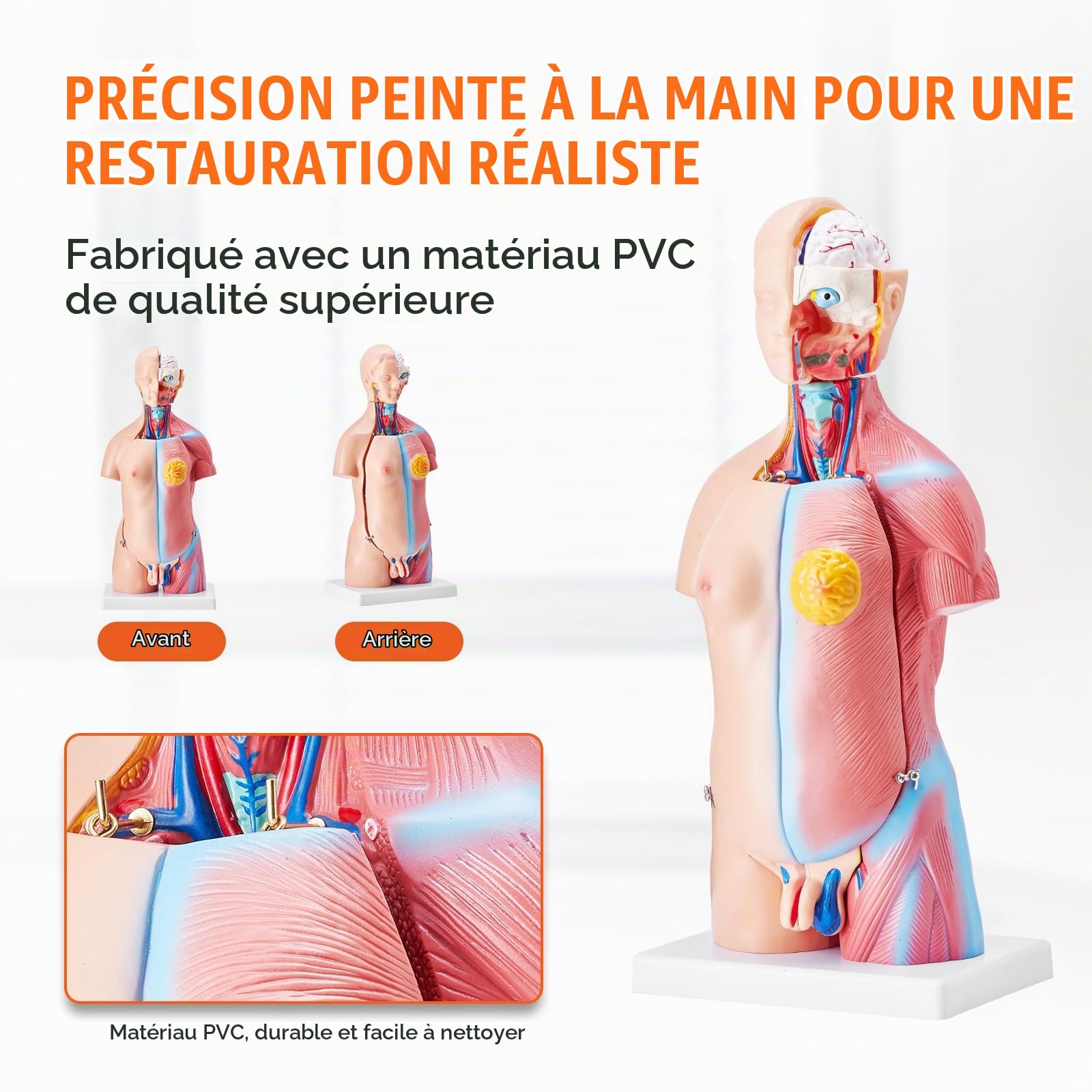 VEVOR Torse Humain Modèle 45 cm Organes Internes Médicaux Modèle Humain de Corps D'Anatomie en PVC pour Comprendre la Structure Physiologique du Corps