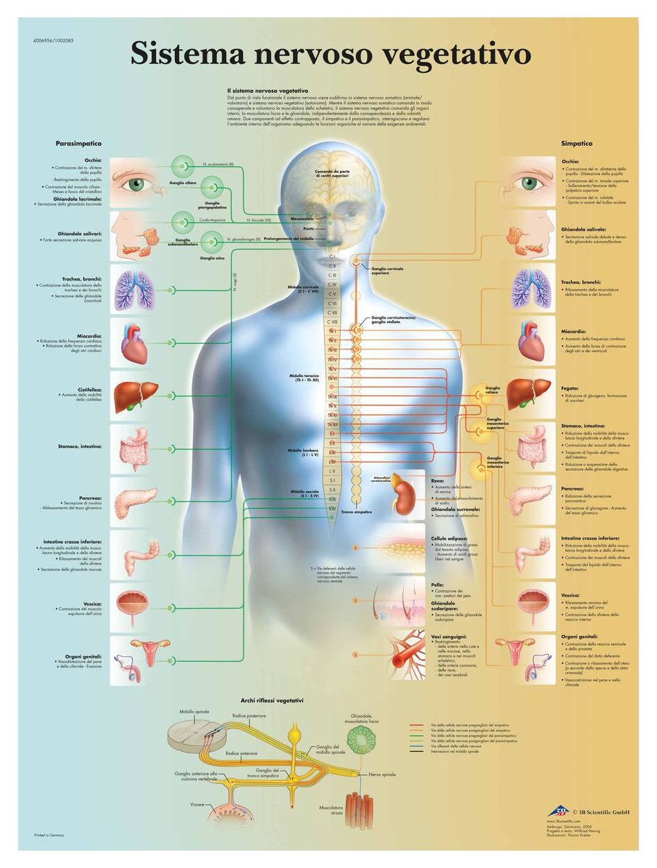 3B Scientific VR4610UU Vegetative Nervous System Poster