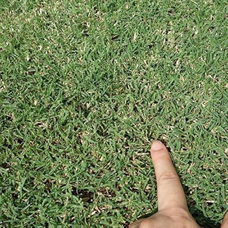 Amazon 芝の種 西洋芝バミューダグラス ミラージュ2 1kg 4 8月まき 踏みしめに強い芝生 芝生