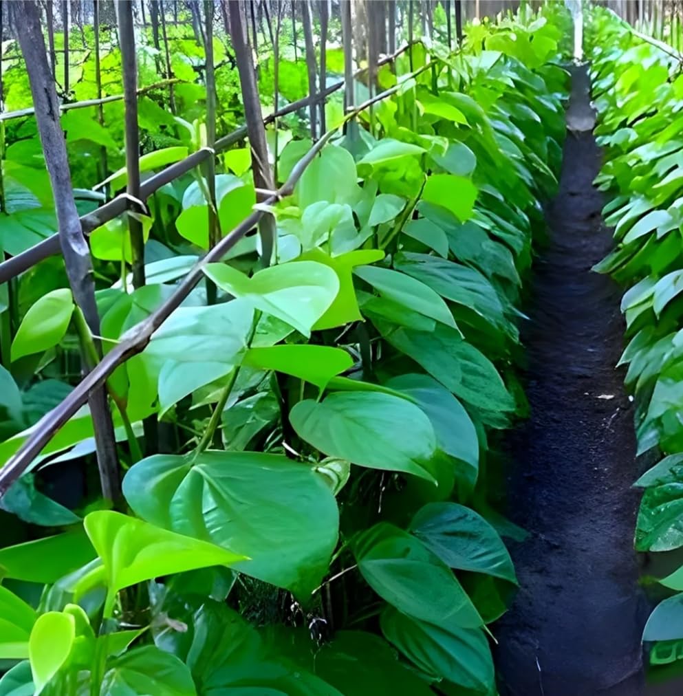 Betel Leaf Plant (Paan) - Pack of 2 -3