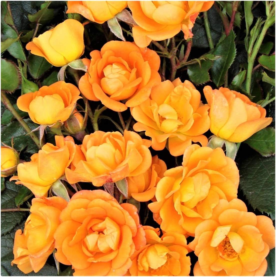 Rose Bare Root 'Sweet Magic' Patio Roses. Orange by Growtanical®