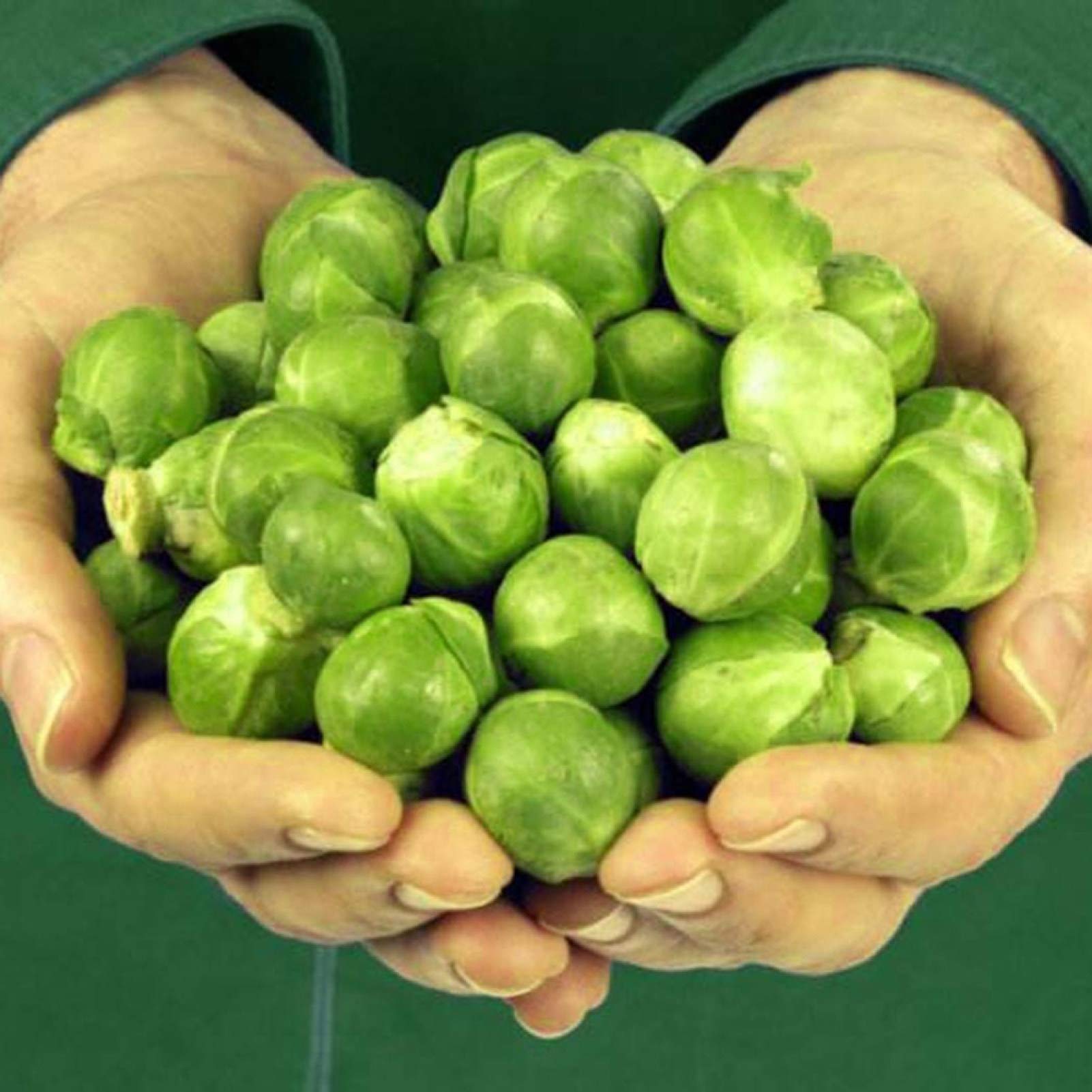 VibeX Brussels Sprouts Cabbage Brassica Oleracea Seeds-250 Seeds-picture-10