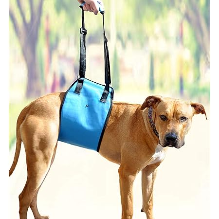dog front leg support harness