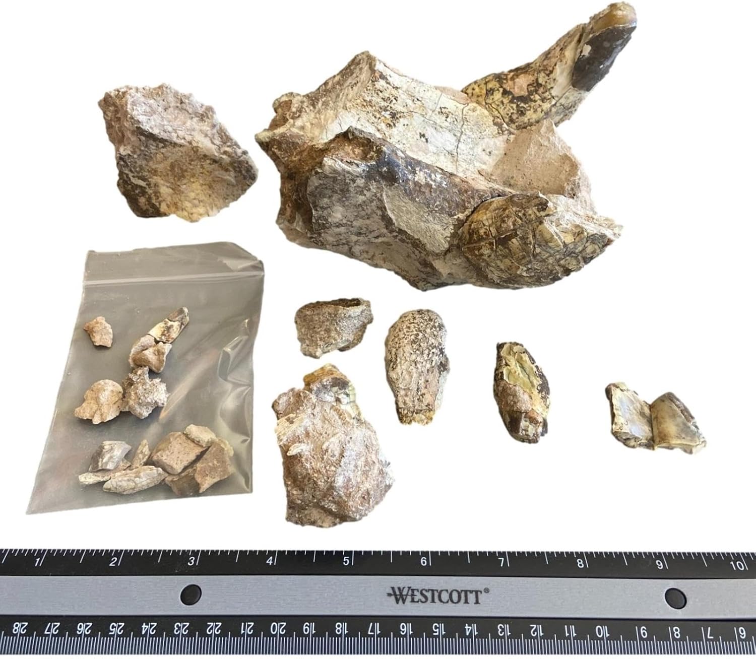 Unprepared Entelodont Lower Jaw Fossil 30 Million Yrs Old 18156