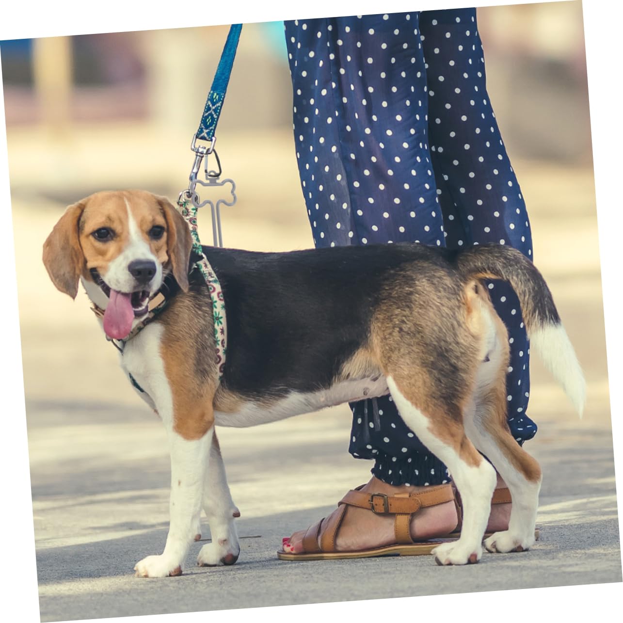 INOOMP 30 Pièces Clip pour à crottes de chien a dejection canine à dejection canine distributeur de sacs à déjections canines fourre-tout poubelle laisse de caca chiot