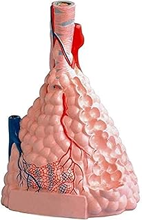 Study Model Human Anatomy Model Anatomical Model Lobular Pulmonary Alveolar Expansion Model Lung Anatomy Lung Segment Tracheal Medical Education SaiFei