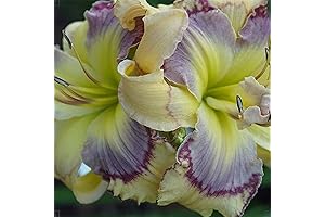 Reblooming Daylilies: The Pinnacle of Garden Beauty