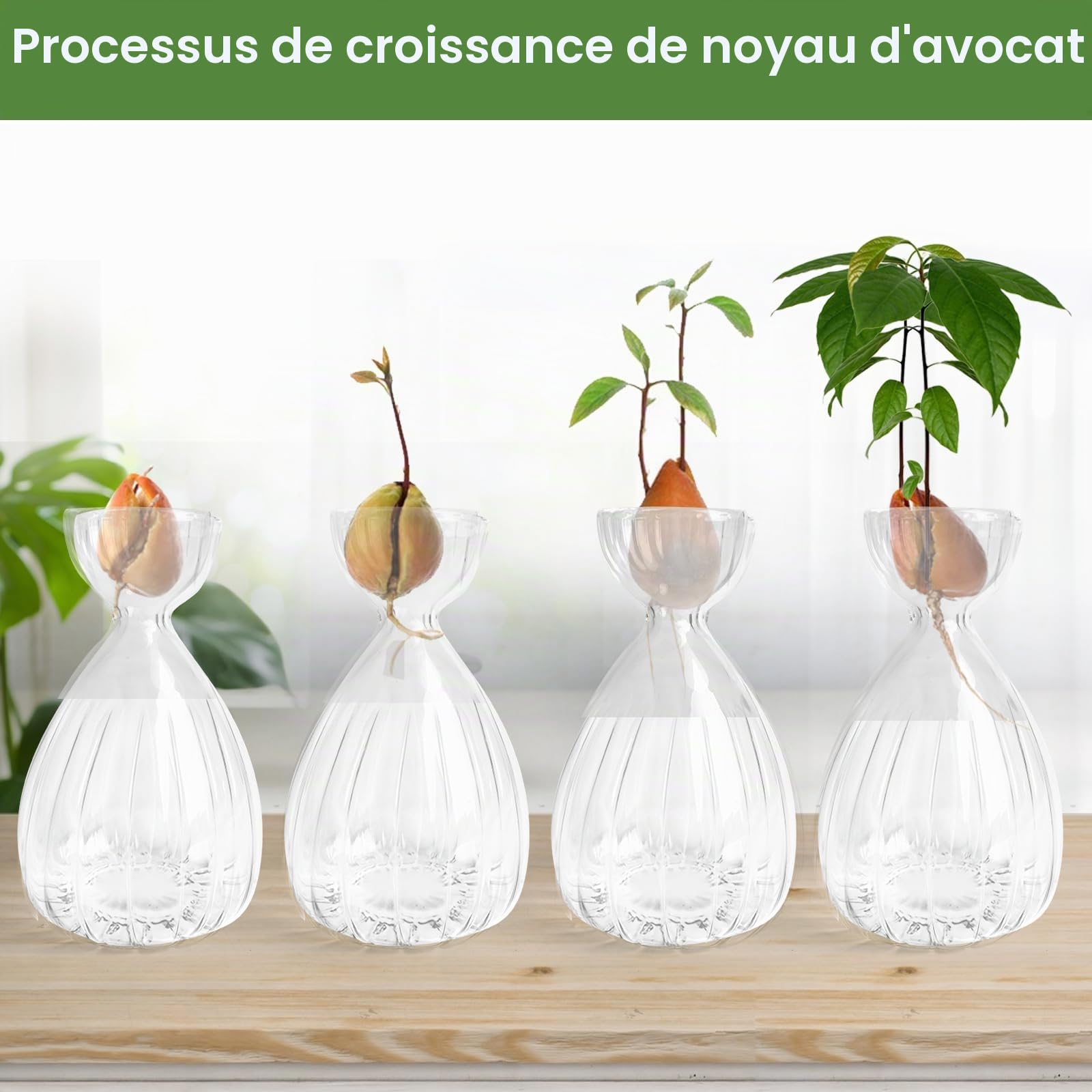 Lot de 2 pots en verre pour graines d'avocat, pots fleurs pour avocat en croissance, kit de culture d'arbre avocat en verre pour jardinage (Transparent)