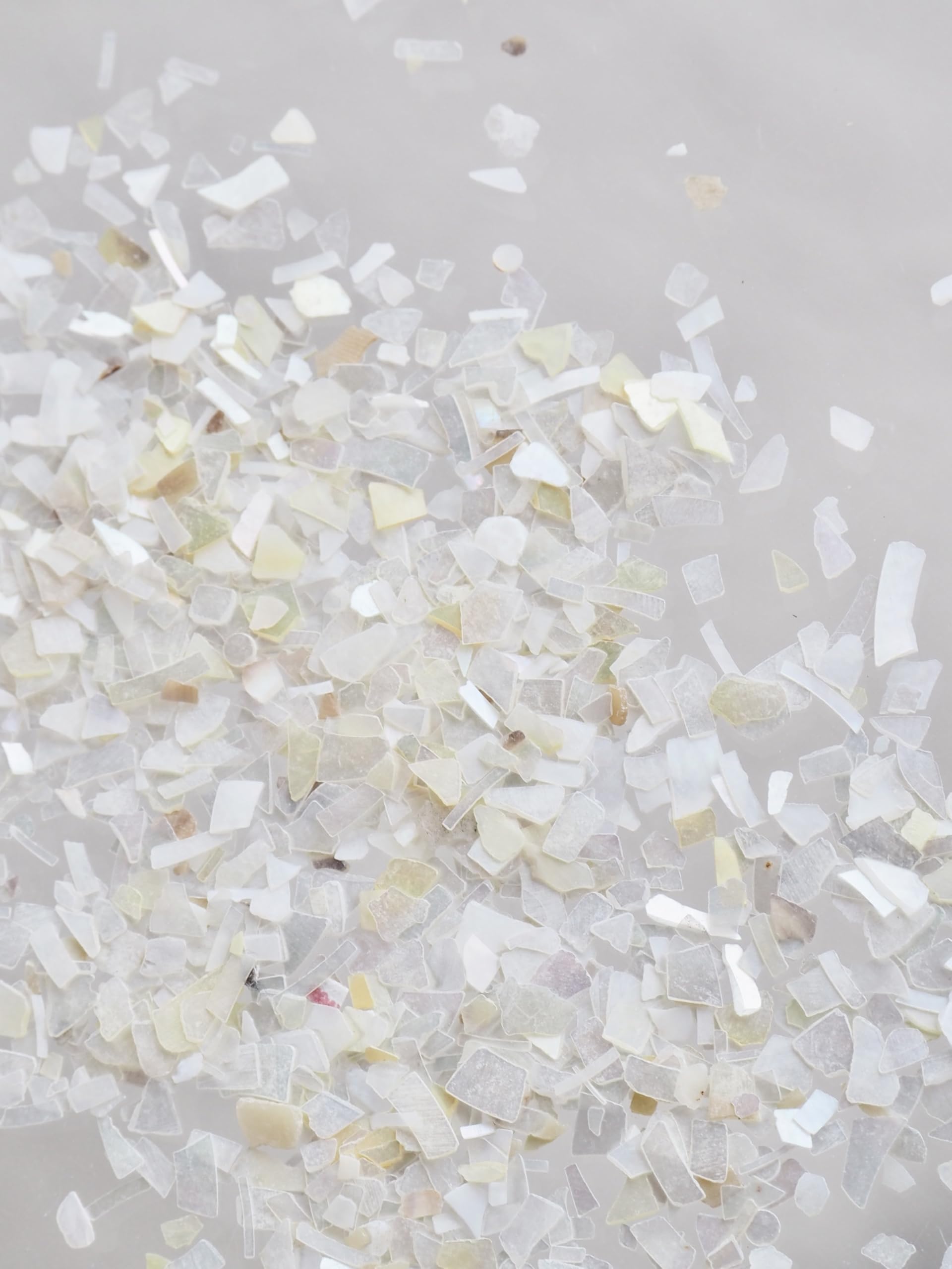 Amazon.co.jp: 【貝殻の問屋さん】シェルフレーク(シロチョウ