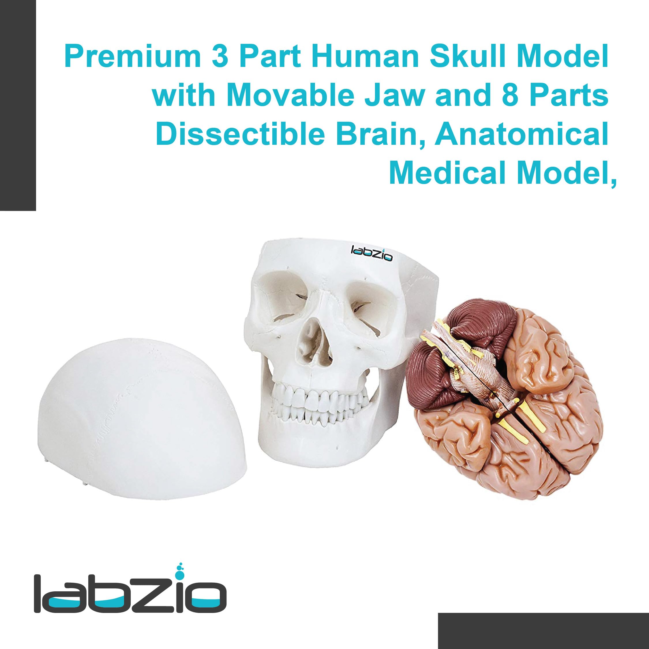 LABZIO Skull Models - Anatomical Life Size Precisely Made Skull Models for Educational and Learning Purpose (Skull Model with Movable Jaw & 8 Parts Dissectible Brain) 1