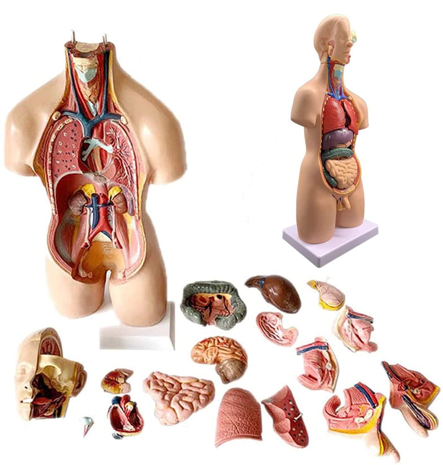 55 cm Anatomisches Modell Torso Menschlicher Körper Unisex 4D-Modell Brust Zwerchfell Herz PVC Lernspielzeug