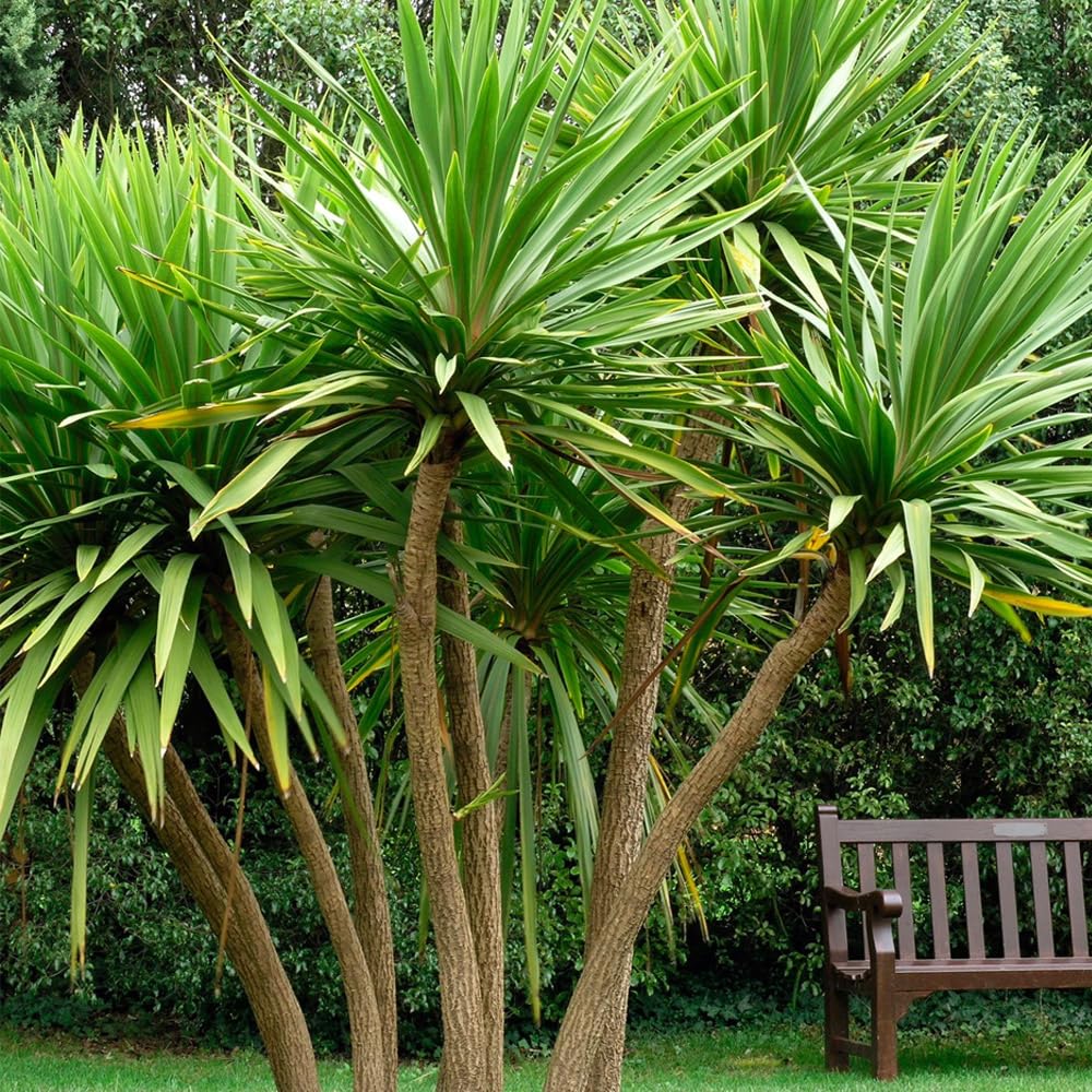 Genrico, Muda de Dracena Arborea 20 a 40cm AMK - Plantas Online :  Amazon.com.br: Jardim e Piscina