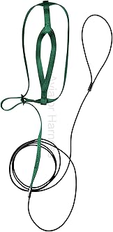 The AVIATOR Pet Bird Harness and Leash: Medium Green