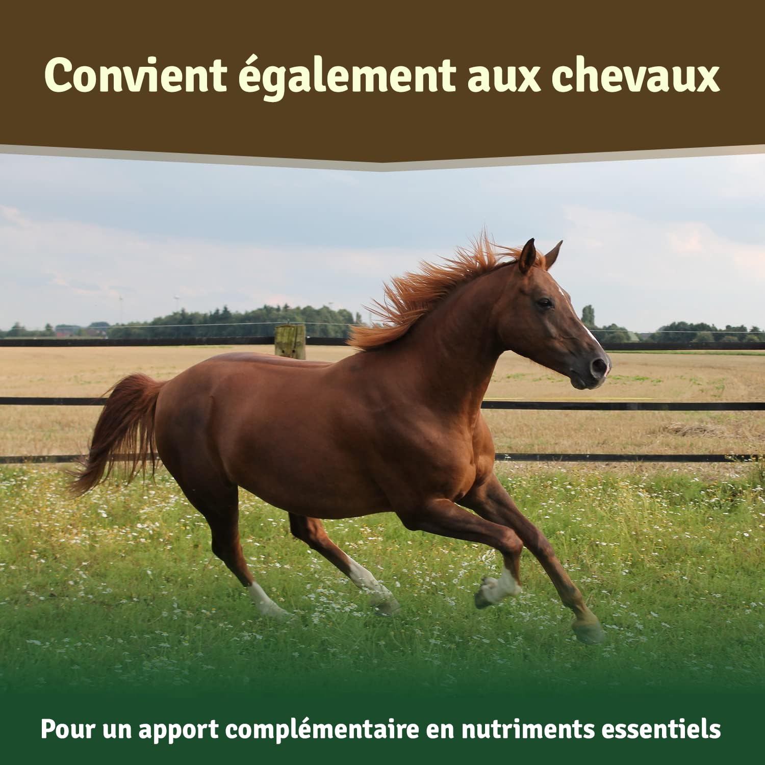 Veddelholzer Poudre 100% Naturelle de Moule aux orles Verts pour Chien 500 g Extrait de Moule Vert avec Acceptation élevée pour Tous Les Chiens