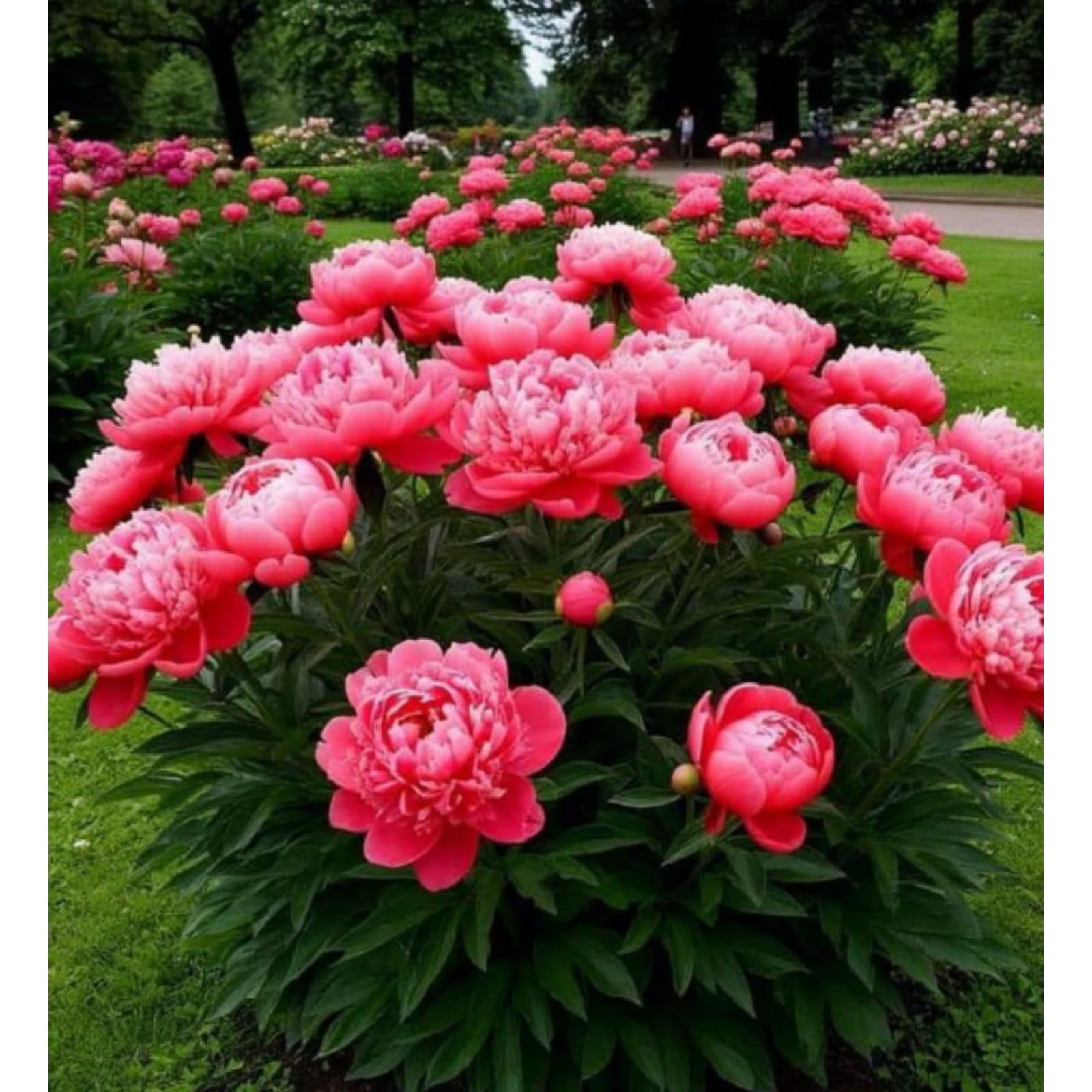 Peony Plants for Sale,Feels Beautiful,Peony Mix,Good for Containers,Golden Jade Carving-4 Bulbs-Color-B