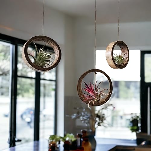 Miniatura 3 de It Blooms 3 anillos de bambú para plantas de aire, para colgar o montar en la pared. Soporte único para plantas de aire naturales - Plantas pequeñas