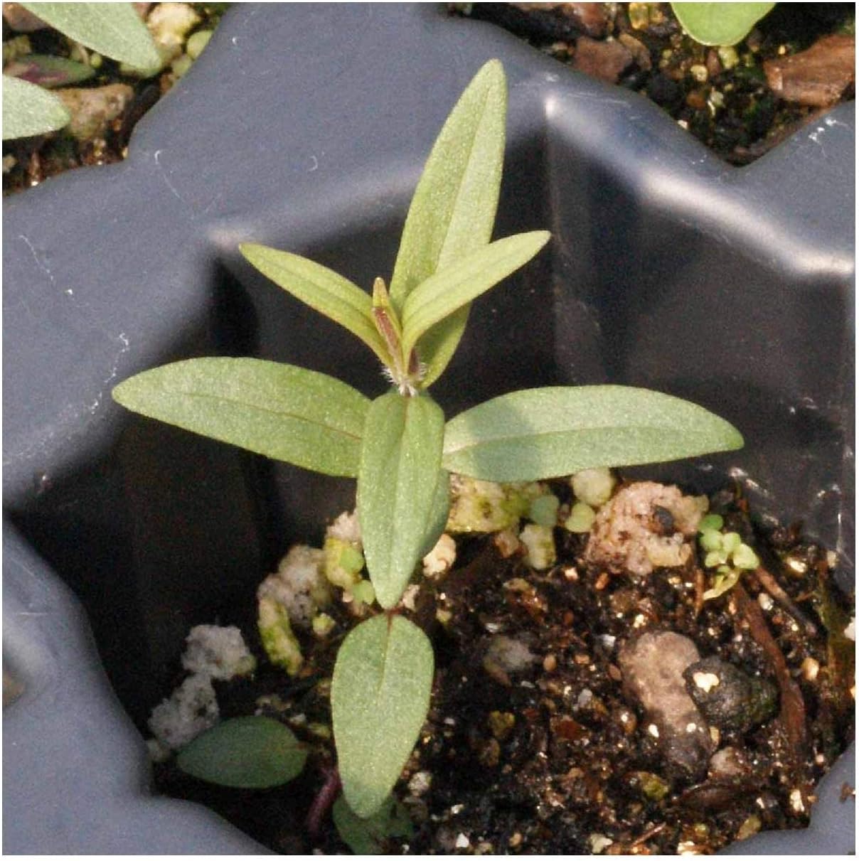 Everwilde Farms - 1 Oz Mountain Mint Native Wildflower Seeds - Gold Vault