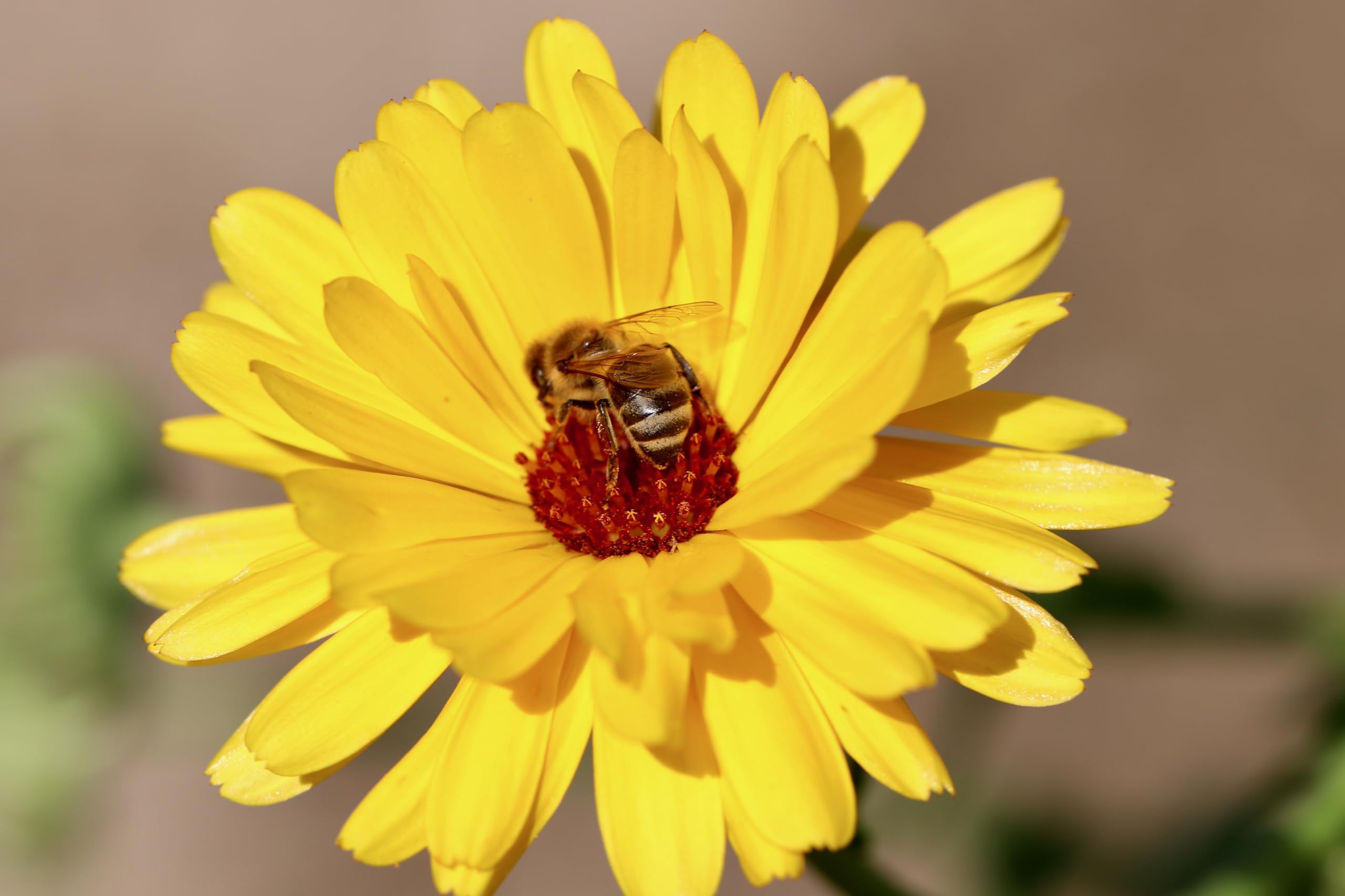 Ringelblumen Mix (Calendula officinalis 'Zuchtform') Samen. ´Mit 7 verschiedenen Sorten´. Heilpflanze (20000 Samen = 140,0g)