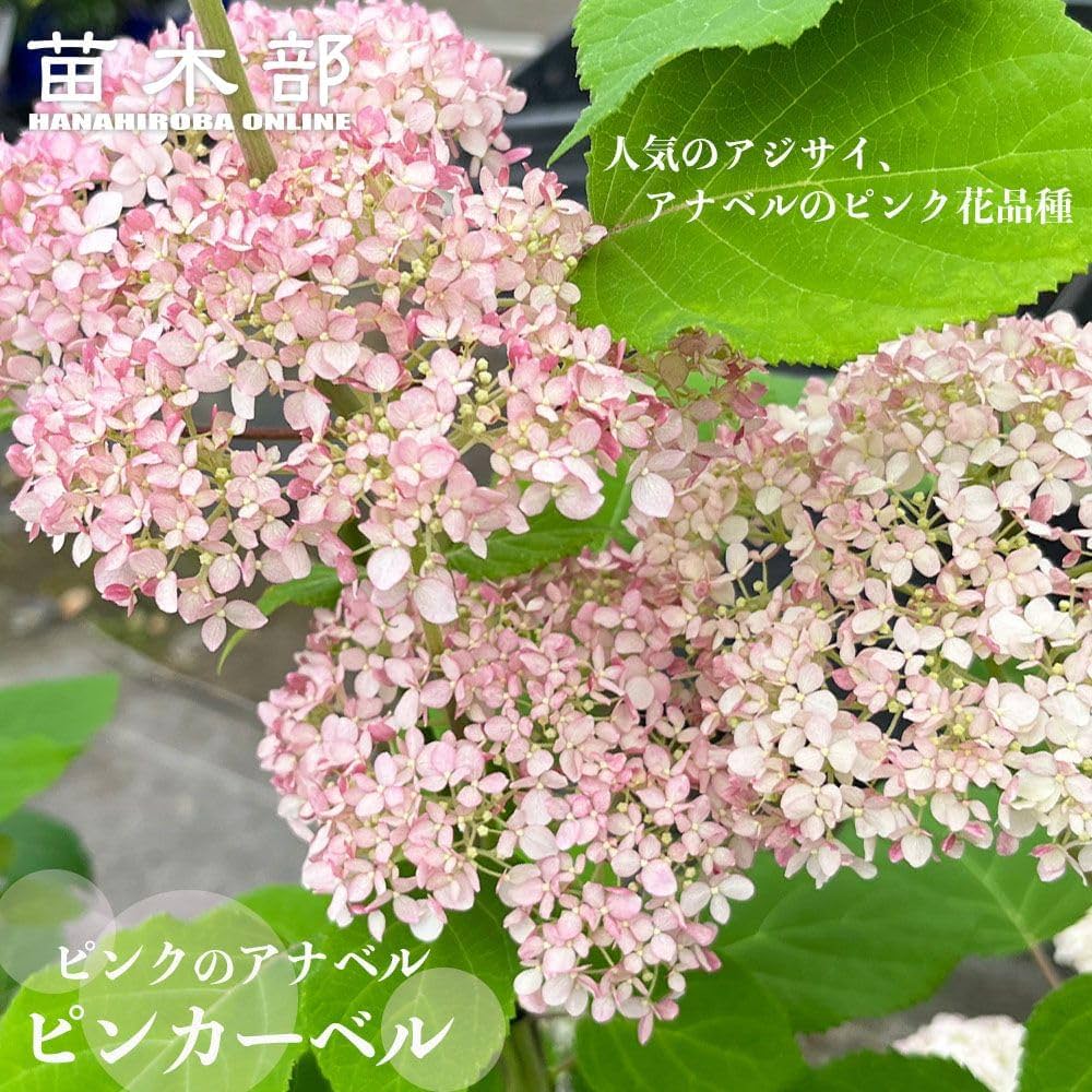 Amazon.co.jp: 【ピンクアナベル ピンカーベル】 あじさい