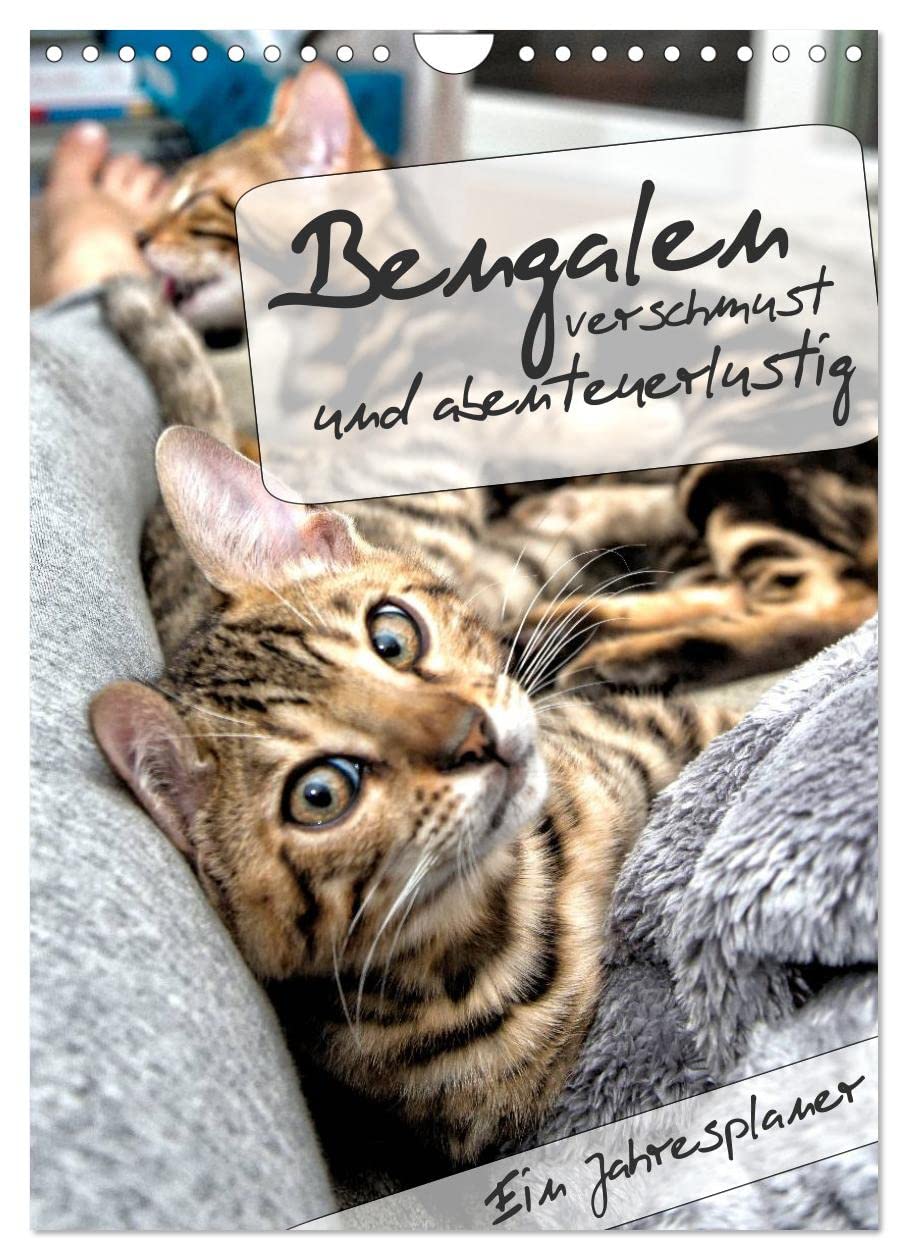 Bengalen - verschmust und abenteuerlustig (Wandkalender 2024 DIN A4 hoch), CALVENDO Monatskalender