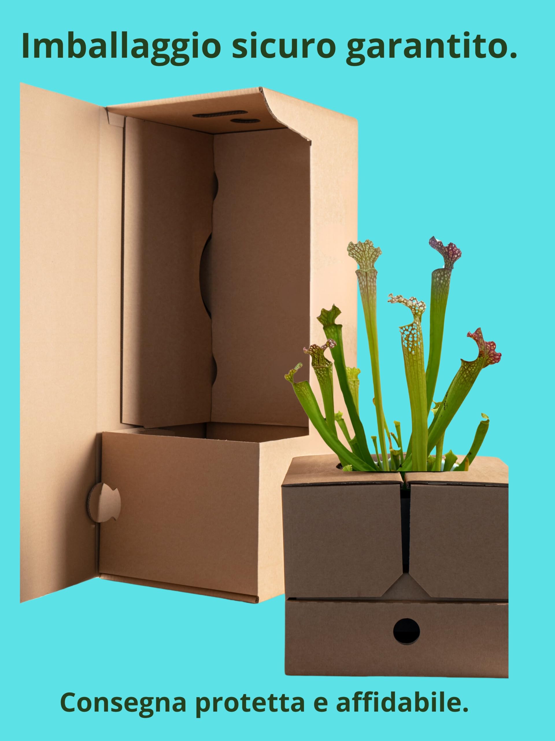 Saracenia Plante Carnivora dans un élégant vase en céramique blanc diamètre 13 cm. - Plante Exotique d'Intérieur, Plante Véritable taille XXL