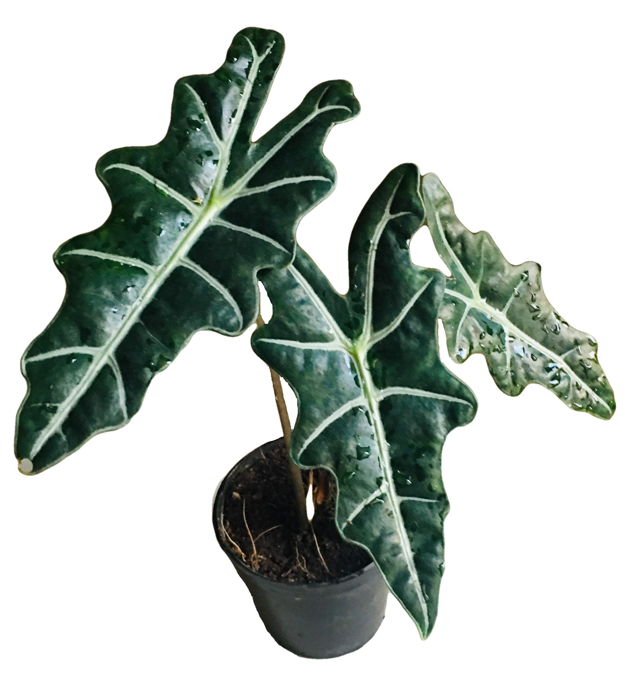 The Four Seasons Alocasia Sanderiana Natural Live Plant in Pot (B07P6C3WTT) Amazon Price History, Amazon Price Tracker