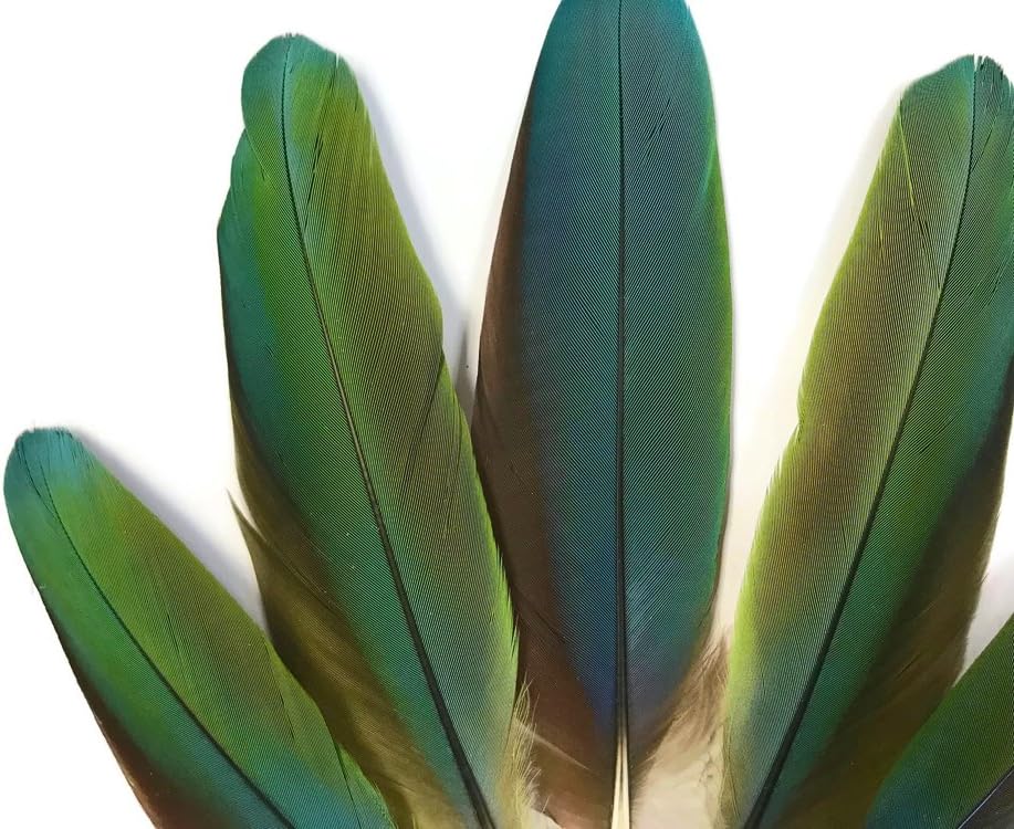 Moonlight Feather | 4 Pieces - Iridescent Green and Yellow Greenwing Macaw Soft Wing Feathers -Rare-