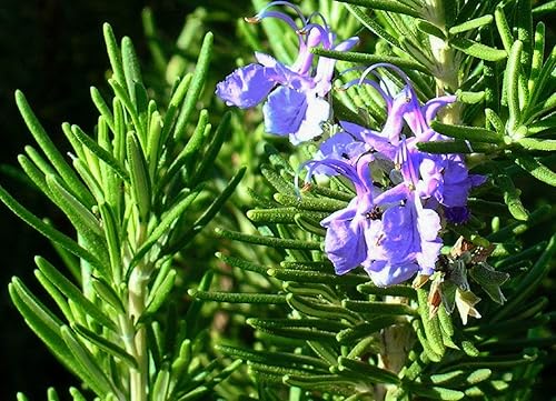 Miniatura 6 de 50+ Semillas Romero - Verde Hierba