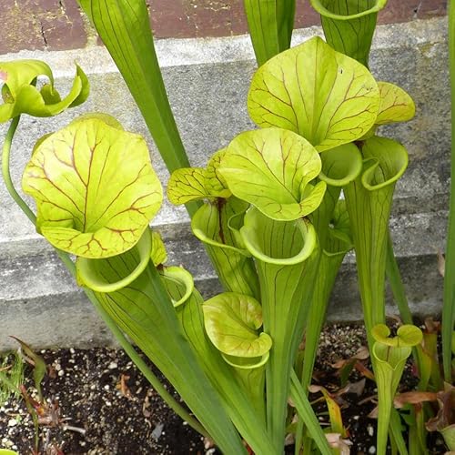Sarracenia Seeds - Pitcher Plant 'Sarracenia purpurea Heterophylla' Rare Albino Species Carnivorous - 15 Fly Trap Seeds