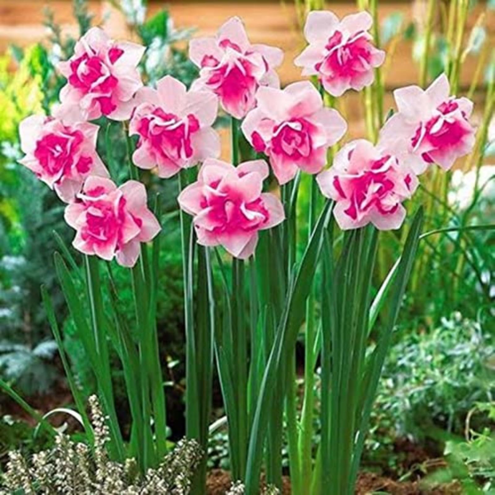 Narcissus Bulbs for Planting Now UK,Strong Plants That Grow Well,Daffodil Bulbs,Greening Flower,Excellent Display Indoor Perennial,Flowering Rhizome,Balcony Garden Bulbs.-10Bulbs-C