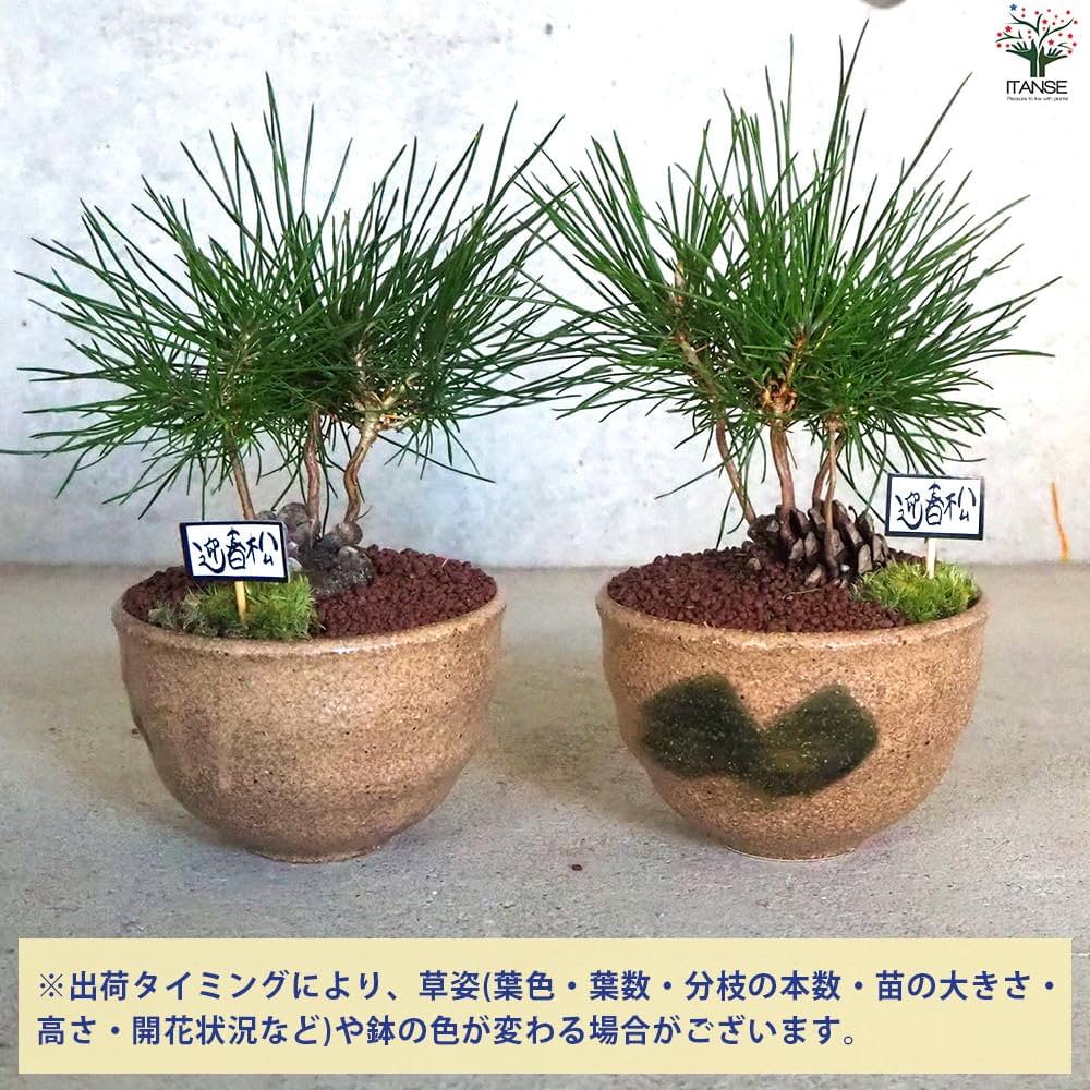 松ぼっくりの想い 迎春ぼっくり松 和み茶鉢 【盆栽 土色：茶／1個売り】｜ 【植物