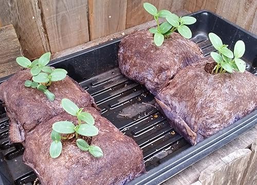 Miniatura 4 de EnRoot Productos Coco Coir Grow Cubes Paquete de 5 unidades - Perfecto para comenzar verduras, esquejes, clones - La turba de coco es 100% natural