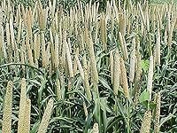 Vista 4 de Mijo orgánico cultivado en Estados Unidos, semillas de grano entero sin OMG descascarillado sin gluten crudo a granel