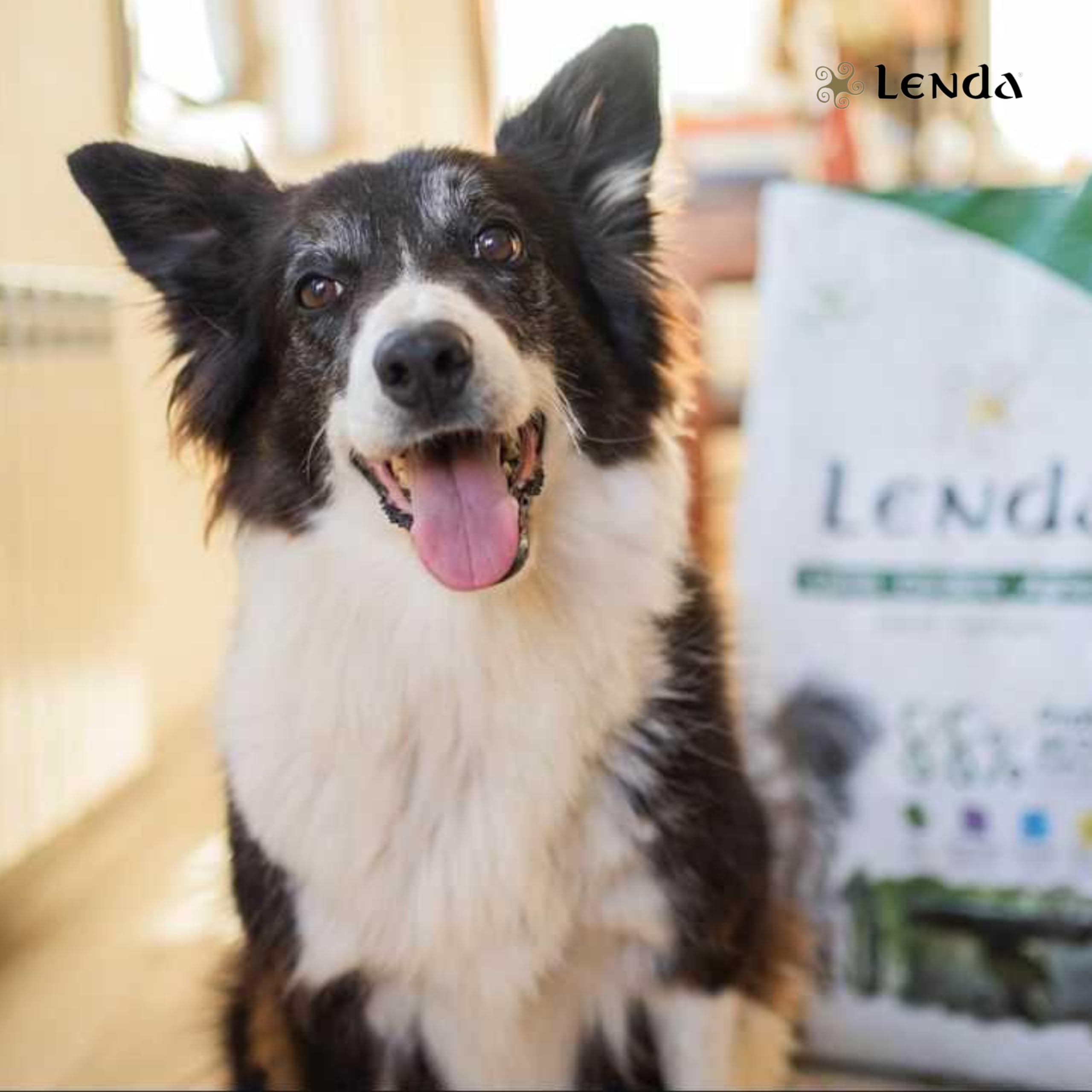 Lenda Lamm 6 kg – Trockenfutter Hund Adult reich an Lamm mit Lachsöl und Chondroprotektoren – Hundefutter Alle Rassen – Natürliches Trockenfutter