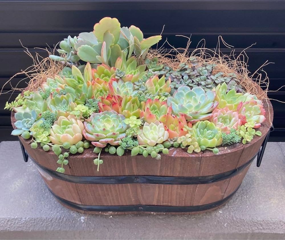 多肉植物　寄せ植え　楕円 Amazon.co.jp: 多肉植物 寄せ植え 楕円 鉢ごと発送 : ホビー