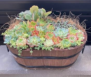多肉植物 寄せ植え 楕円 Amazon.co.jp: 多肉植物 寄せ植え 楕円 鉢ごと発送 : ホビー